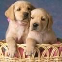 - - wallpaper preview