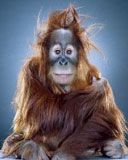 orangutan - wallpaper preview