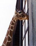 giraffe - wallpaper preview