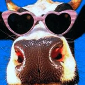 Cow in Love