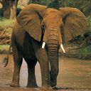 elephant - wallpaper preview