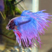 Betta splendens - wallpaper preview