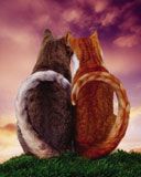 cats - wallpaper preview