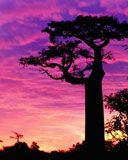 Madagaskar - wallpaper preview