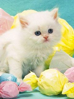 cats - wallpaper preview