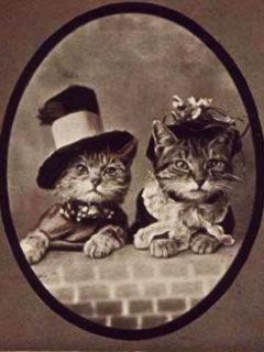 Cats - wallpaper preview