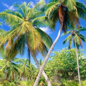 Palm Paradise Seychelles
