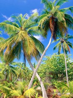 Palm Paradise Seychelles