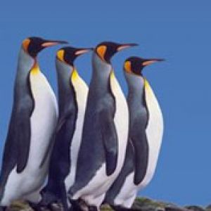 King Penguins  