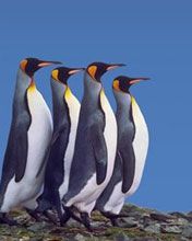 King Penguins  