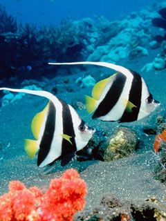 Long Fin Bannerfish - Indonesia