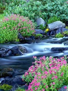 Paradise River - Mount-Rainier-National-Park