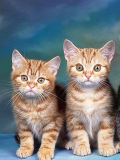 Tabby Kittens - wallpaper preview