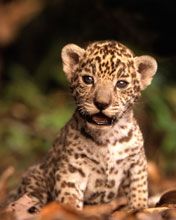 gepard - wallpaper preview