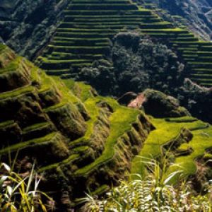 Ancient-Rice-Terraces Philippines