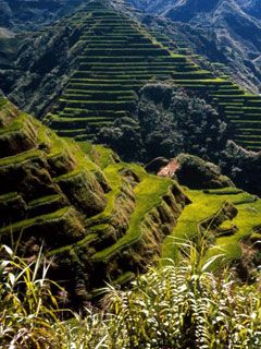 Ancient-Rice-Terraces Philippines