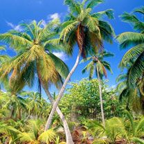 PalmParadiseSeychelles - wallpaper preview