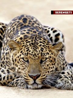 leopard - wallpaper preview