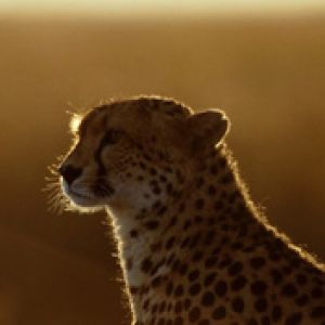 Afterthoughts Cheetah