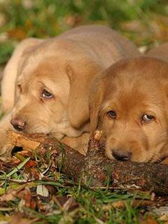 Labrador - wallpaper preview