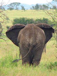 elephant serengeti 