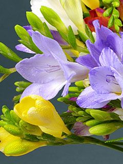 Freesia x hybrida - wallpaper preview