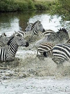 Serengeti - Seeproilla kiirus