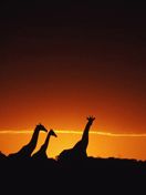 girafe - wallpaper preview