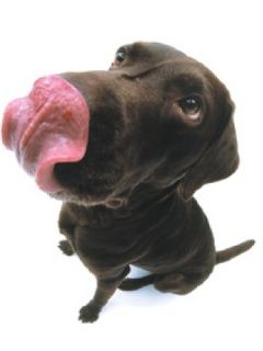 Labrador - wallpaper preview