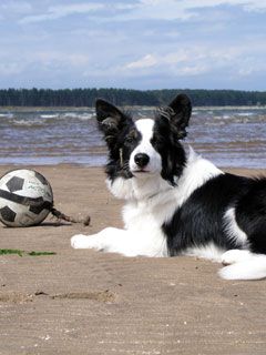 border collie - wallpaper preview