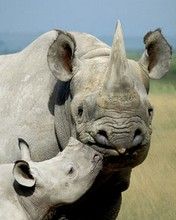 Rhinos - wallpaper preview