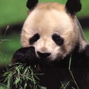 Eating Panda