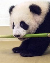 Eating Panda