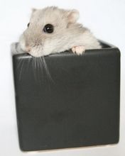 Hamster - wallpaper preview