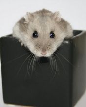 Hamster - wallpaper preview