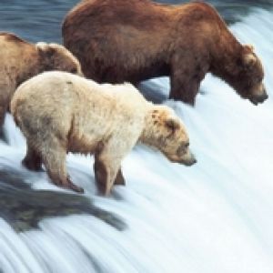 Hunted Bears