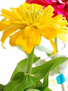 Dahlia variabilis - wallpaper preview