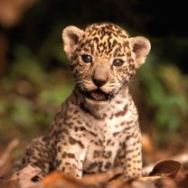 gepard - wallpaper preview