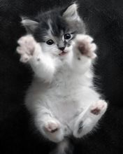 - - wallpaper preview