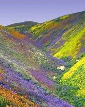 - - wallpaper preview