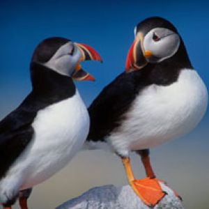 A Pair of Puffins