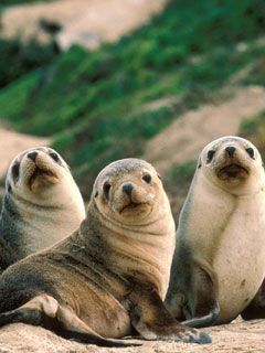 seal - wallpaper preview