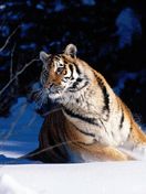 - - wallpaper preview