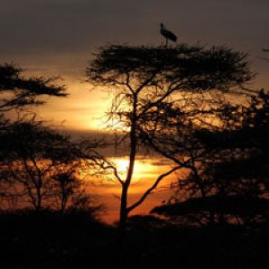 Sunset - Serengeti