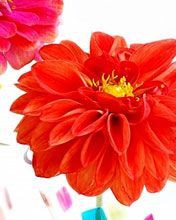 Dahlia variabilis - wallpaper preview