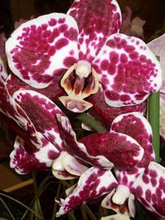 Phalaenopsis - wallpaper preview