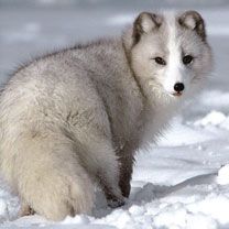 Arctic Fox - wallpaper preview