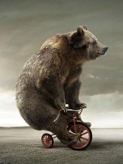 Bear - wallpaper preview