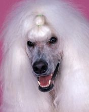 Poodle - wallpaper preview