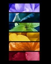 - - wallpaper preview
